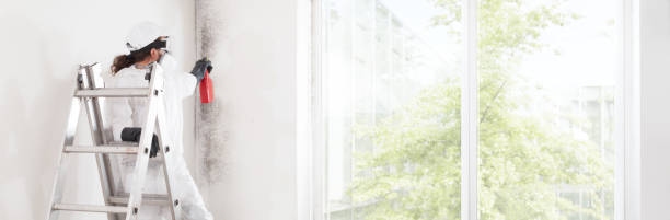 Mold Documentation for Insurance Claims in Dearborn, MI